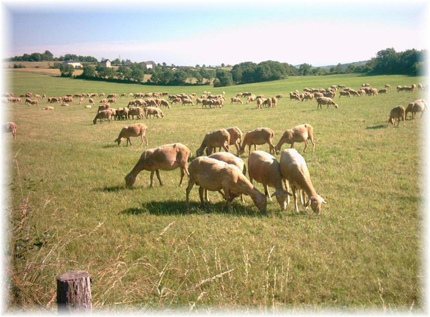 Saint-Rome-de-Tarn Chambre Au Calme Avec Spa Privatif Gratuit Sud Aveyron Les Palmiers Des Causses المظهر الخارجي الصورة